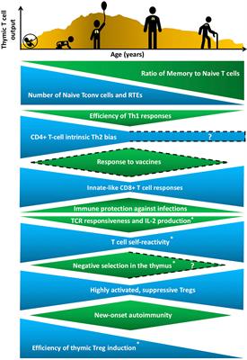 Age-Related Changes in Thymic Central Tolerance